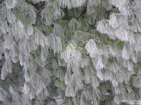 73693LeUse - Enjoying the hoar frost and freezing rain   Each New Day A Miracle  [  Understanding the Bible   |   Poetry   |   Story  ]- by Pete Rhebergen